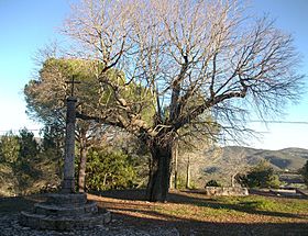 Creu i arbre davant de l'ermita de la Mare de Déu de la Consolació, Llutxent.JPG