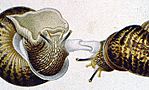 Archivo:Dards-escargots