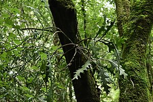 Archivo:Disocactus anguliger 5
