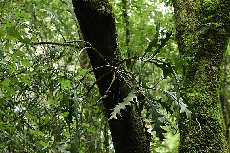 Disocactus anguliger 5