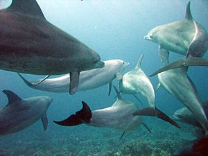 Archivo:Dolphins gesture language