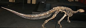 Archivo:Dryosaurus lettowvorbecki skeleton