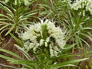 Archivo:Echium leucophaeum Tenerife