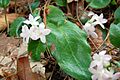 Epigaea repens