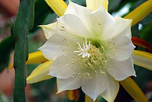 Archivo:Epiphyllum-laui