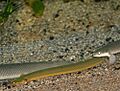 Erpetoichthys calabaricus