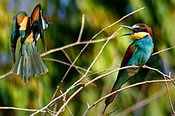 Archivo:European Bee-eater (Merops apiaster)-8
