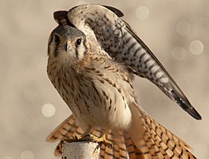 Archivo:Falco sparverius cinnamonimus