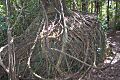 Ficus obliqua Watagans National Park