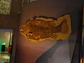 Fish fossil, Desert Museum