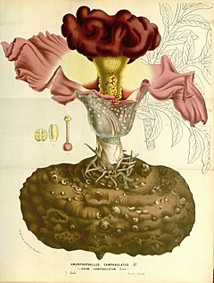 Archivo:Flore des serres v15 193a