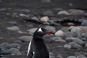 Archivo:Gentoo penguin (Pygoscelis papua), Arctowski Antarctic Polish base-4