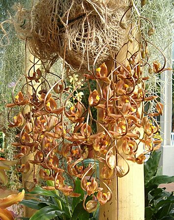 Gongora galeata OrchidsBln0906b