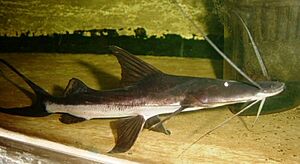 Archivo:Goslinia platynema11