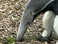 Gr. Ameisenbär auf Futtersuche
