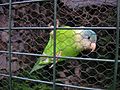Grey-cheeked Parakeet (Brotogeris pyrrhoptera) captivity