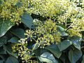 Hedera helix Inflorescencias 2010-11-05 ParqueGassetCiudadReal