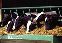 Archivo:Holstein dairy cows