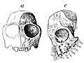 Homunculus patagonicus Amgh. Crane incomplet
