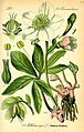 Illustration Helleborus niger0