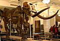 Mammut americanum