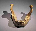 Mandibel from Mauer