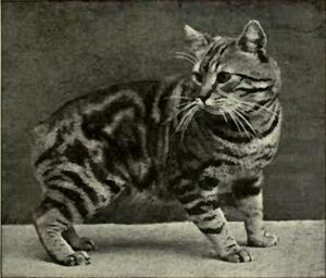 Archivo:Manx Classic Tabby