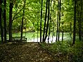 Meijer Gardens October 2014 24 (Woodland Shade Garden)