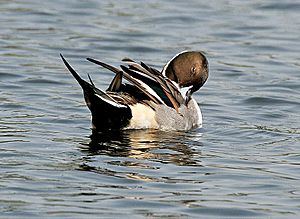 Archivo:Northern Pintail (Male)- Preening I IMG 1119