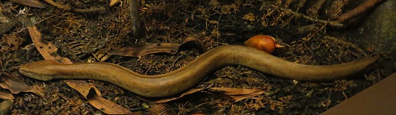 Ophiderpeton model