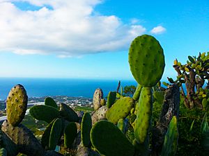 Archivo:Opuntia ficus-indica Canarias - Tunera Canaria