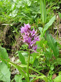 Orchis aristata 01.jpg