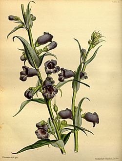 Penstemon gentianoides Paxton 071.jpg