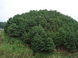 Pinus maximinoi trees Guatemala 1.jpg