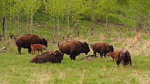 Archivo:Plains Bison Buffalo (14958327875)