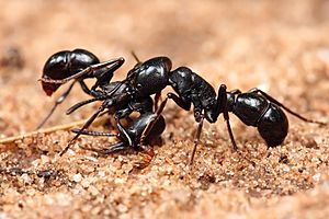 Archivo:Plectroctena sp ants
