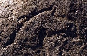 Archivo:Prótomo de caballo - Cueva del Moro (Tarifa) - Arte Sureño Andaluz