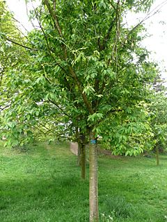 Archivo:Prunus maackii 01 by Line1
