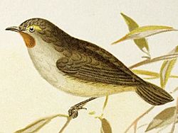 Pyrrholaemus brunneus (The birds of Australia (16989832911)).jpg