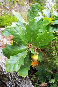 Quercus orocantabrica. Carbayu orocantábricu (llande).jpg