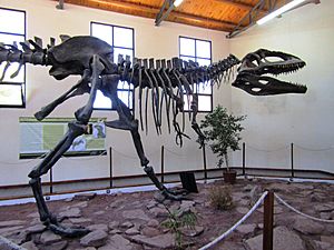 Archivo:Reconstrucción del esqueleto de Giganotosaurus en el Museo Paleontólogico Ernesto Bachmann