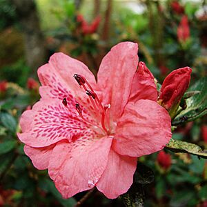 Archivo:Redazalea
