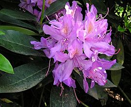 Rhododendron ponticum (1).jpg