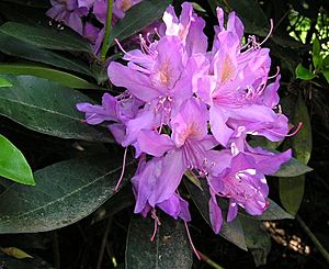 Archivo:Rhododendron ponticum (1)