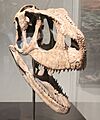 Rugops skull