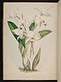 Select orchidaceous plants. (Second series) (Plate XXXIV) BHL269720