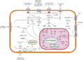 Signal transduction pathways