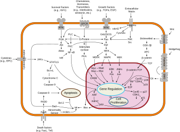 Archivo:Signal transduction pathways