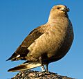 Skua antarctique - South Polar Skua