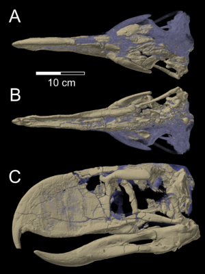 Archivo:Skull of Andalgalornis steulleti